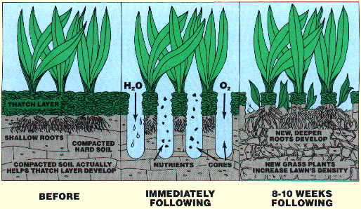 Lawn Aeration Benefits