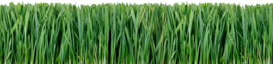 lawn turfgrass