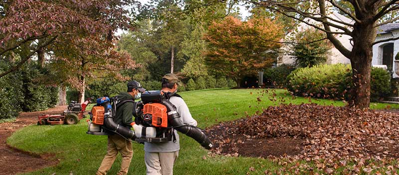 Leaf clean up dos amigos