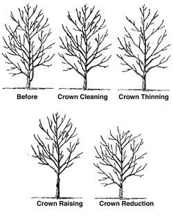 tree and shrub pruning Charlottesville